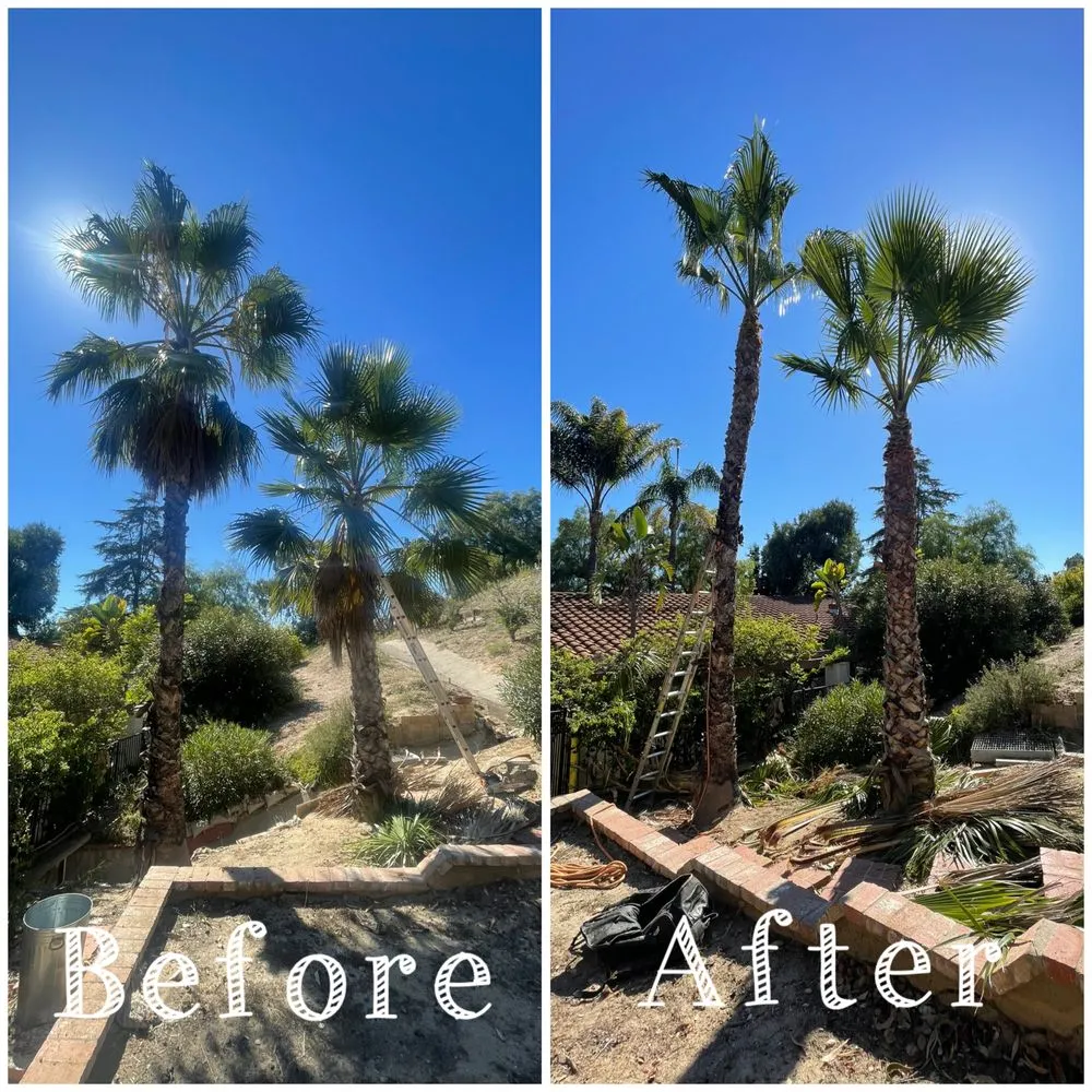 Trusted yard cleanup service experts serving Oxnard, CA - Gamino’s Landscape Care & Tree Service