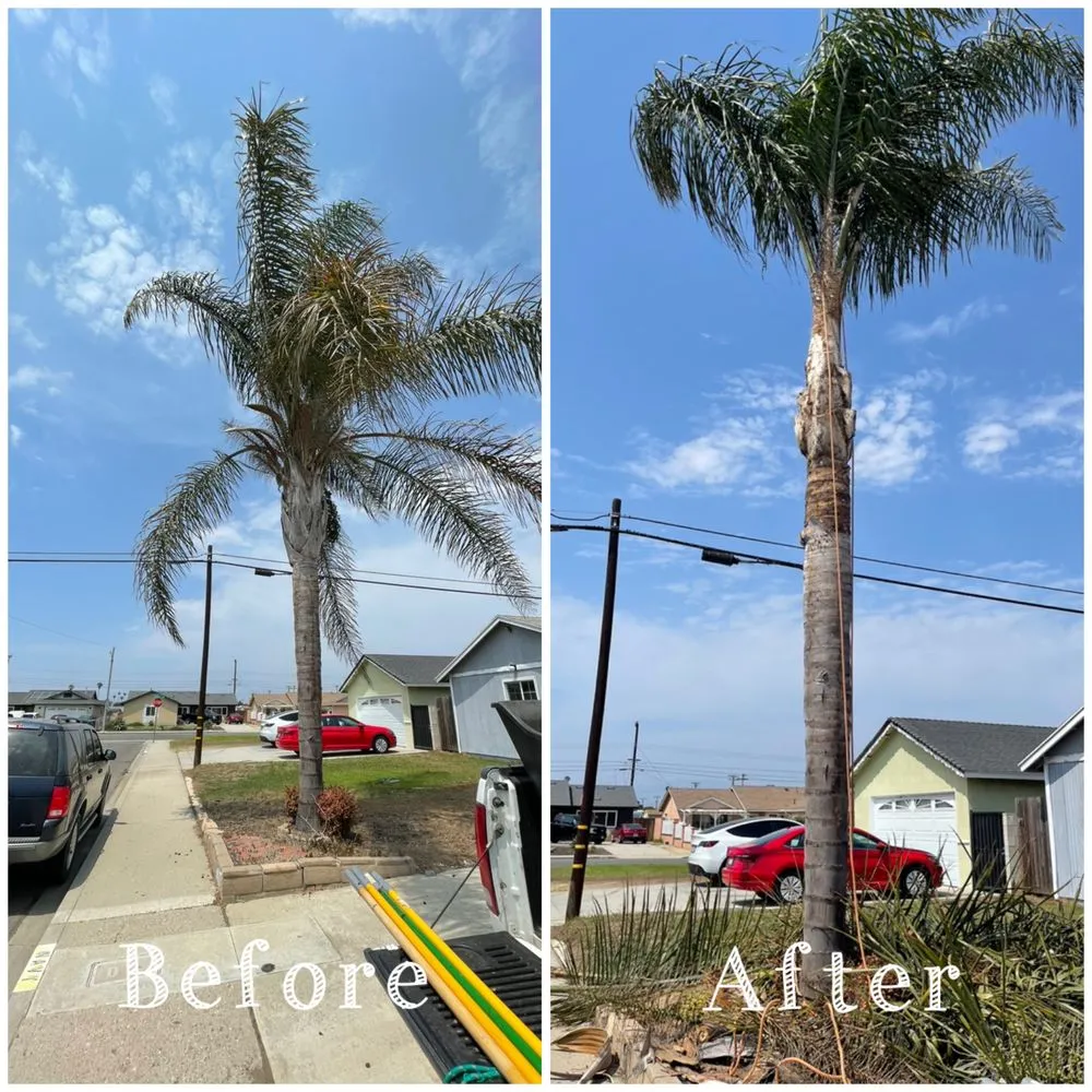 Custom yard maintenance for year-round maintenance across Oxnard, CA - Gamino’s Landscape Care & Tree Service