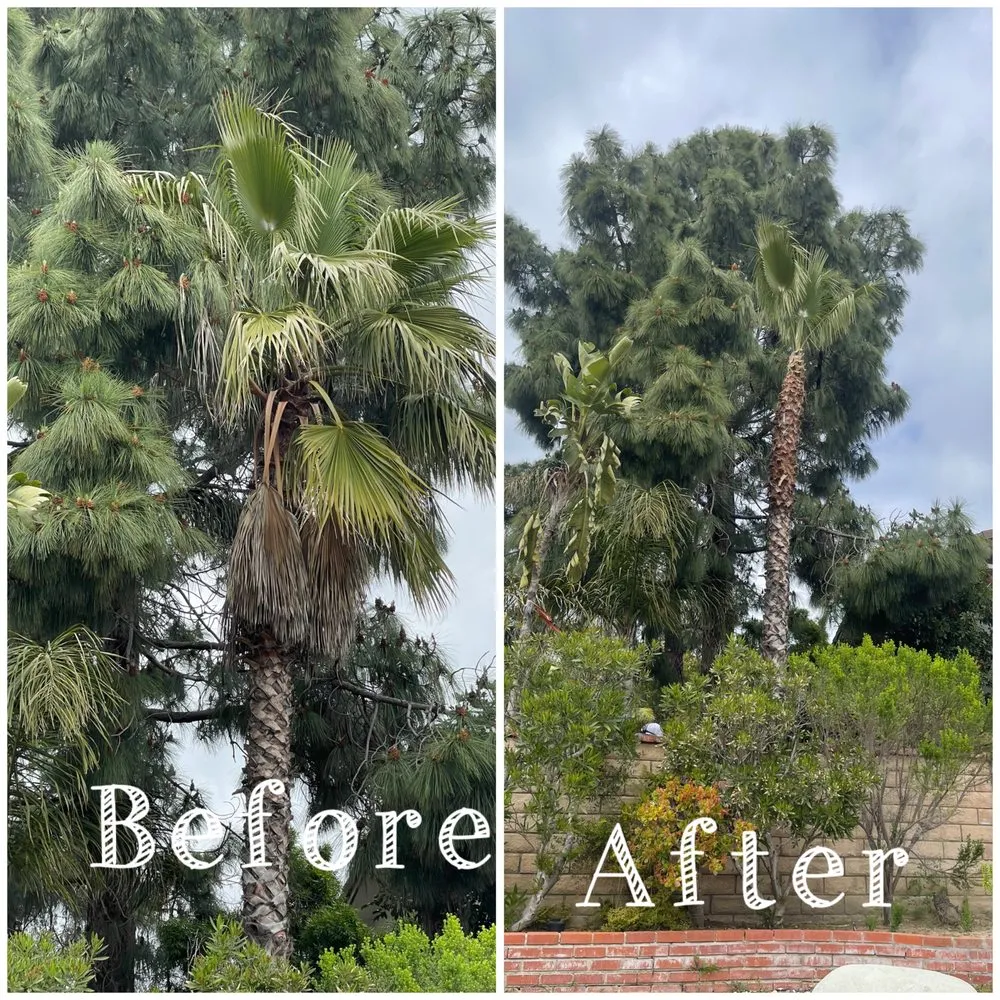 Trusted yard maintenance with custom design in Oxnard, CA by Gamino’s Landscape Care & Tree Service