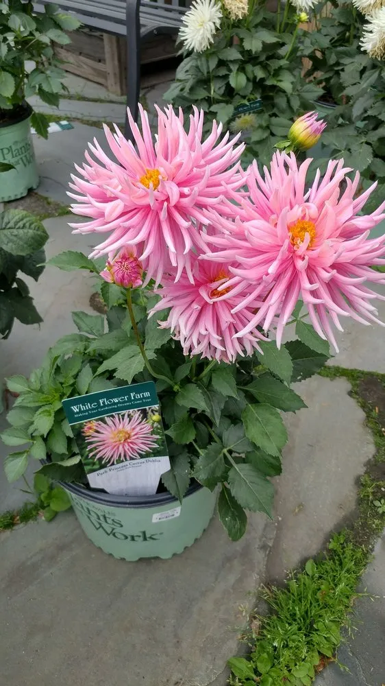 Reliable yard maintenance in Auburn, ME - Gammon's Garden Center