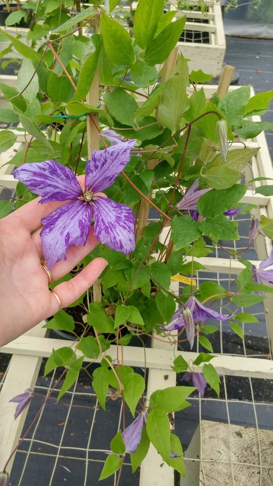 Expert garden landscaping near you across Auburn, ME - Gammon's Garden Center