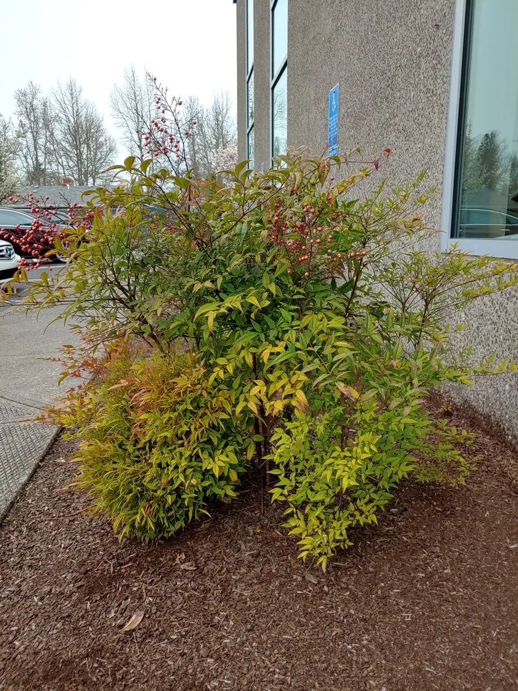 Custom landscape design for homes across Albany, OR - Gang's Lawn Care & Maintenance