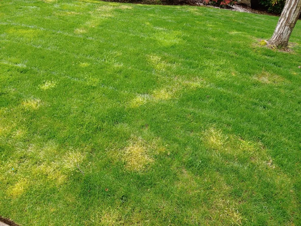 Affordable garden landscaping in Albany, OR by Gang's Lawn Care & Maintenance