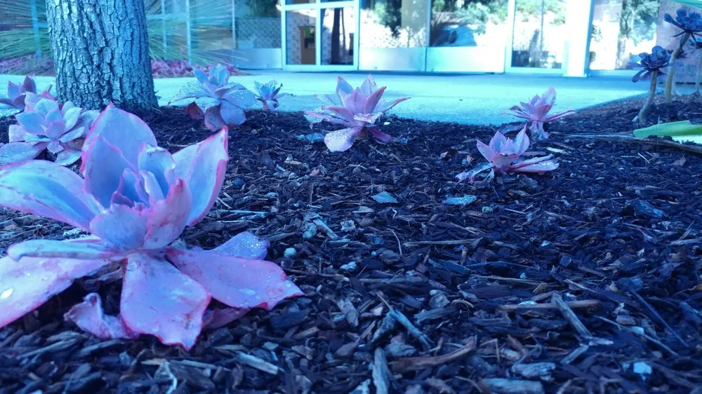 Professional outdoor landscaping in Albany, OR by Gang's Lawn Care & Maintenance