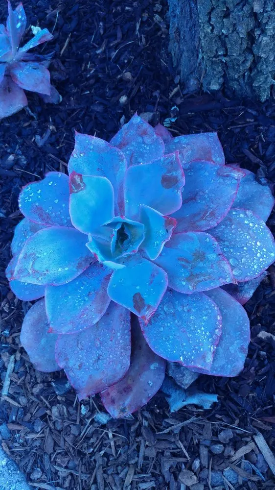 Professional garden landscaping experts serving Albany, OR - Gang's Lawn Care & Maintenance