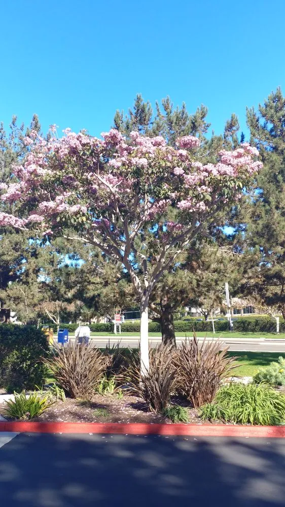 Affordable lawn mowing service for beautiful yards in Albany, OR by Gang's Lawn Care & Maintenance