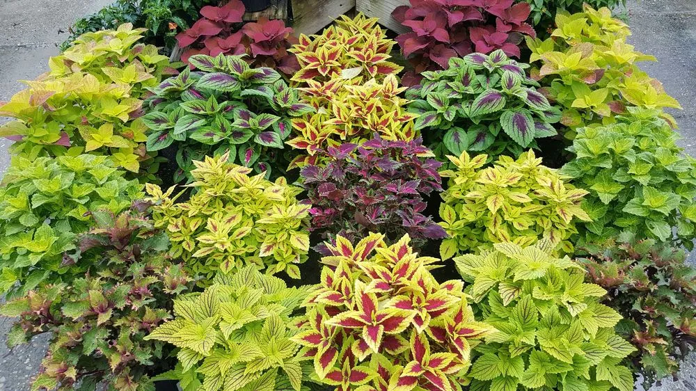 Affordable landscape installation in Houma, LA - Ganier's Southdown Gardens