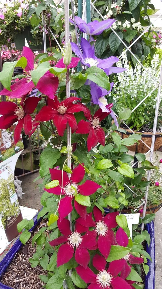 Local yard maintenance experts serving Houma, LA - Ganier's Southdown Gardens