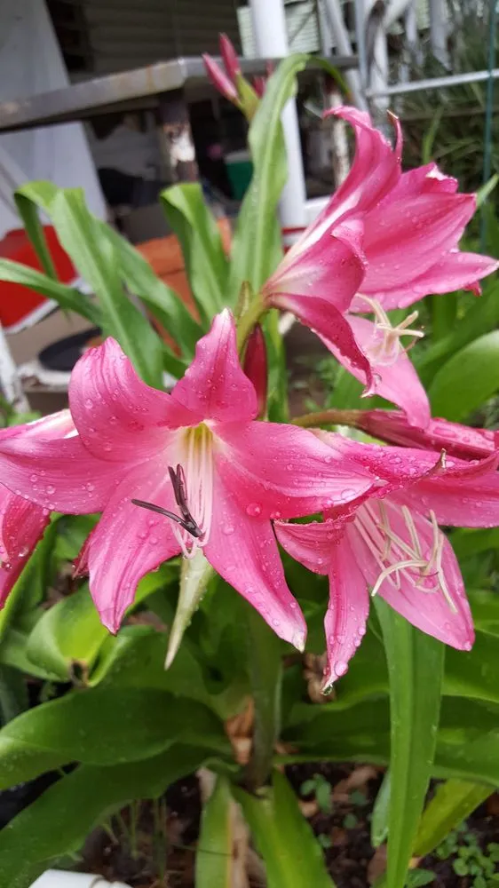 Trusted yard cleanup service in Houma, LA - Ganier's Southdown Gardens