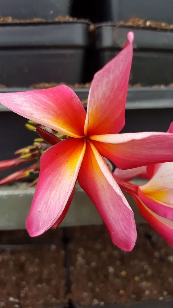 Local garden landscaping in Houma, LA - Ganier's Southdown Gardens