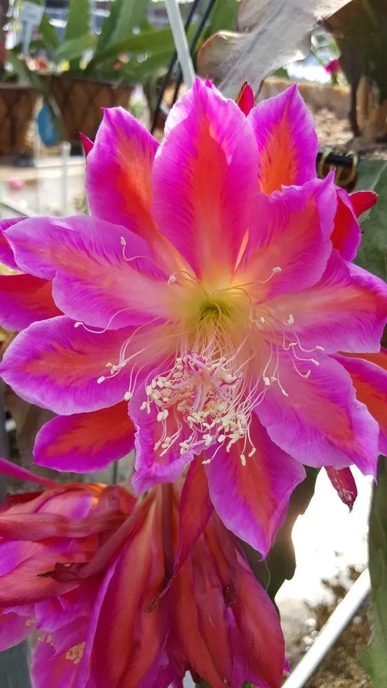 Custom landscaping services in Houma, LA - Ganier's Southdown Gardens