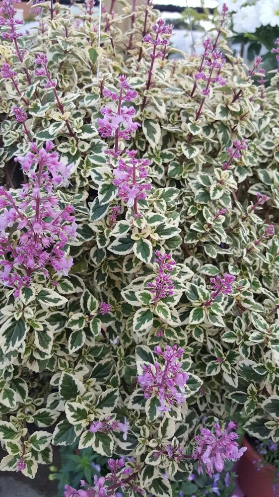 Reliable residential landscaping for beautiful yards in Houma, LA by Ganier's Southdown Gardens