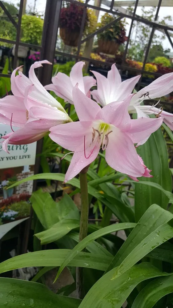 Local landscape installation in Houma, LA - Ganier's Southdown Gardens