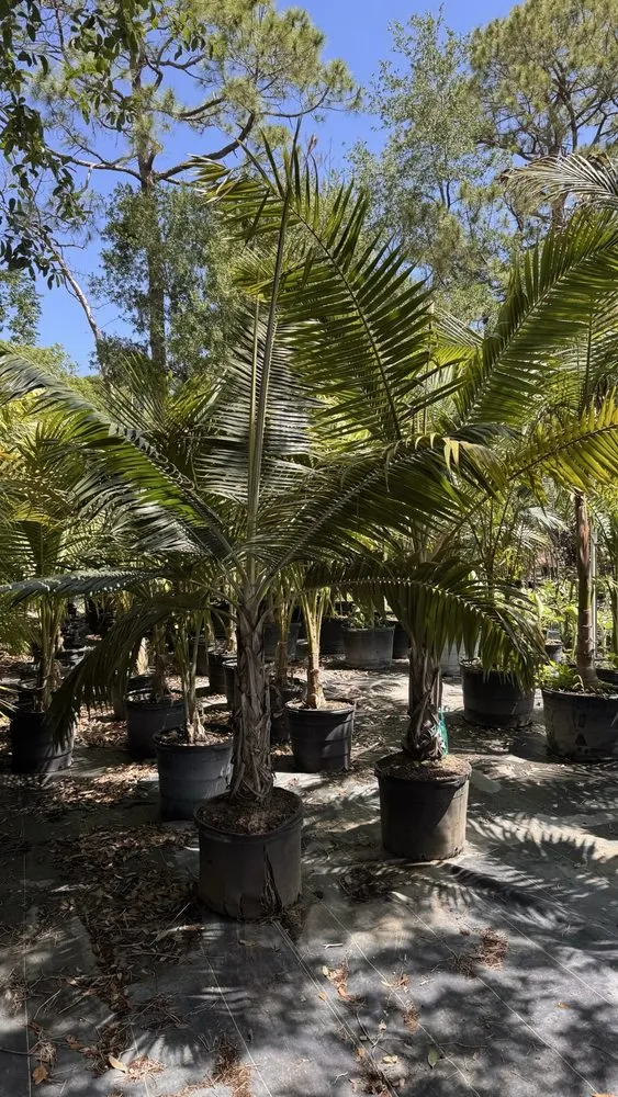 Affordable landscaping services for outdoor upgrades across Port Orange, FL - Ganz Landscape & Nursery