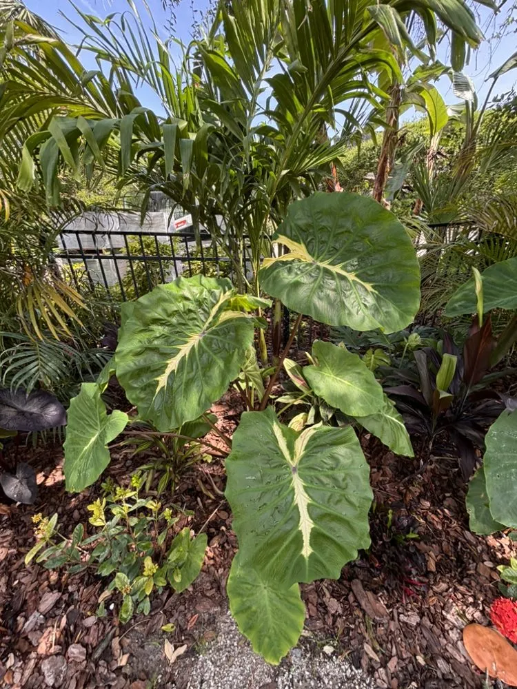 Reliable garden landscaping for year-round maintenance in Port Orange, FL by Ganz Landscape & Nursery