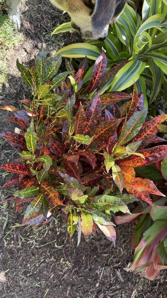 Expert landscape installation in Port Orange, FL by Ganz Landscape & Nursery