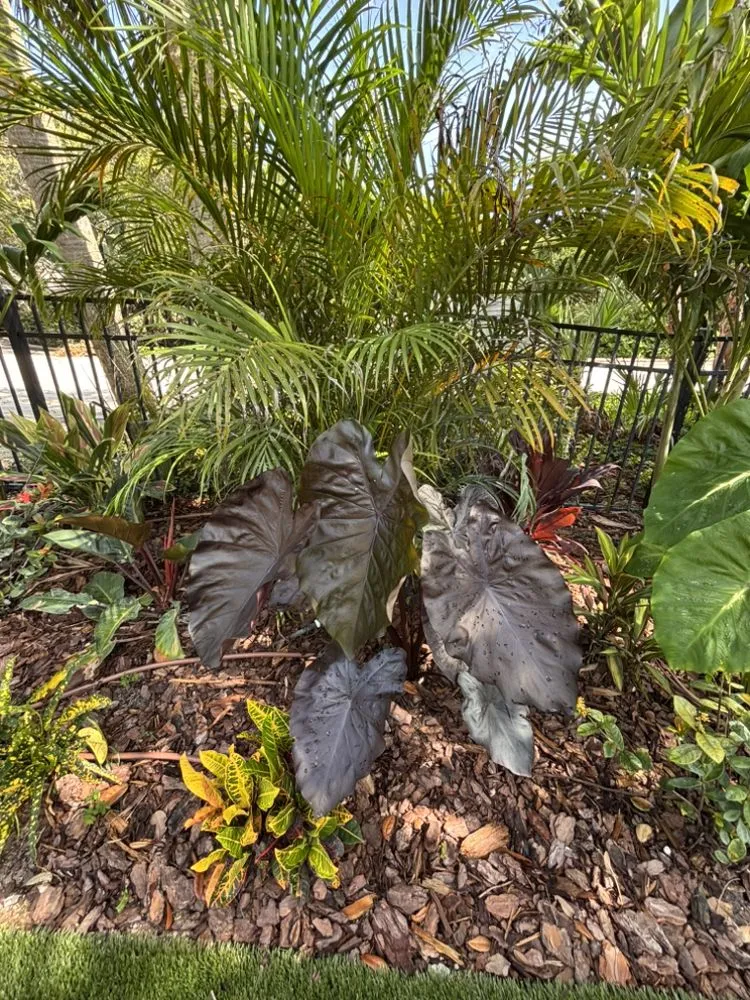 Professional residential landscaping for beautiful yards in Port Orange, FL by Ganz Landscape & Nursery