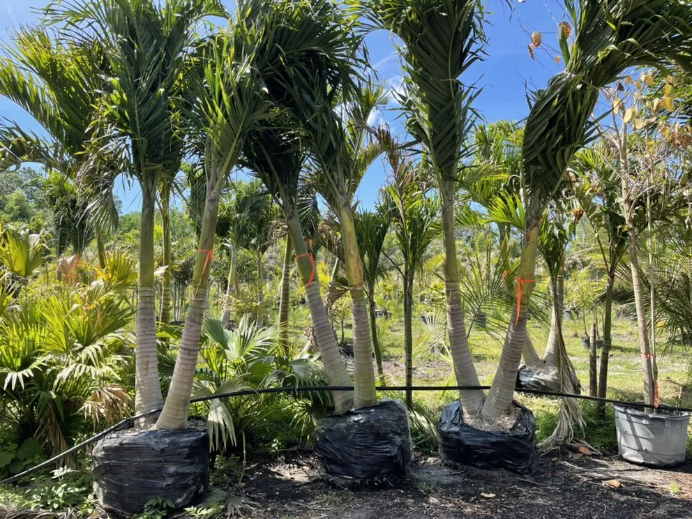 Local yard maintenance in Port Orange, FL by Ganz Landscape & Nursery