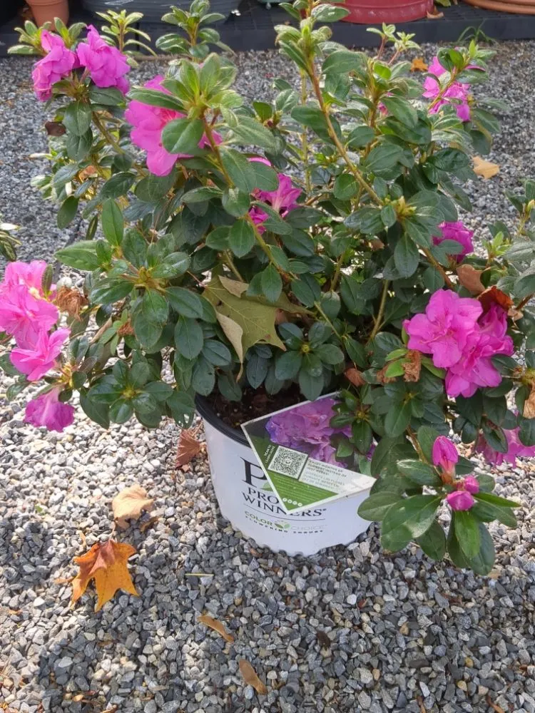Trusted lawn care service in West Collingswood Heights, NJ by García landscaping