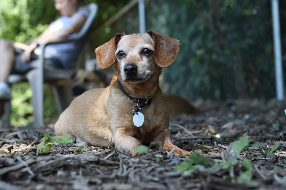 Professional garden landscaping experts serving San Leandro, CA - Garcia Fencing Landscaping & Tree Service