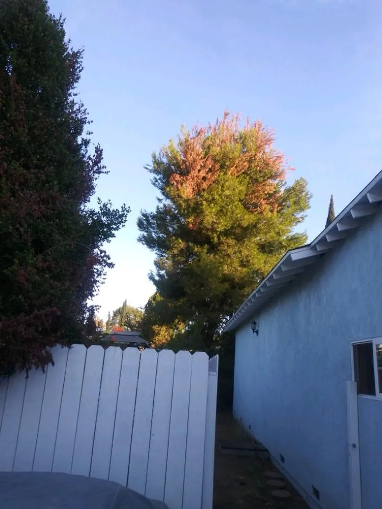 Custom lawn mowing service for outdoor upgrades in Altadena, CA by Garcia Gardening Services