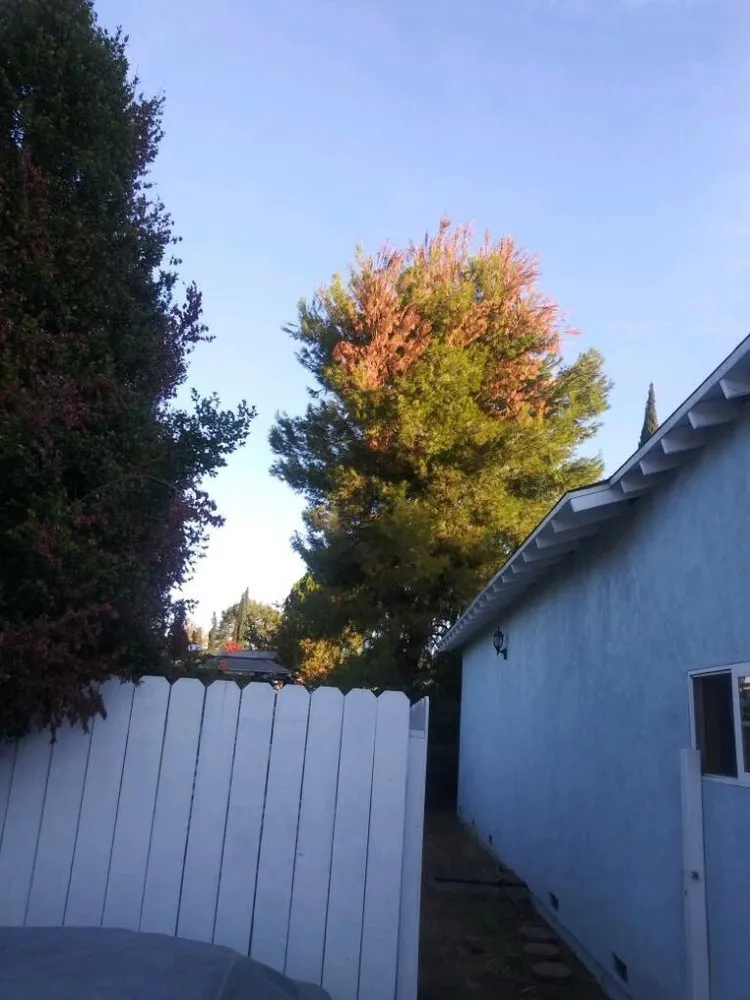 Reliable yard cleanup service in Altadena, CA - Garcia Gardening Services