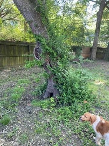 Reliable lawn mowing service in Fayetteville, GA by Garcia General Services