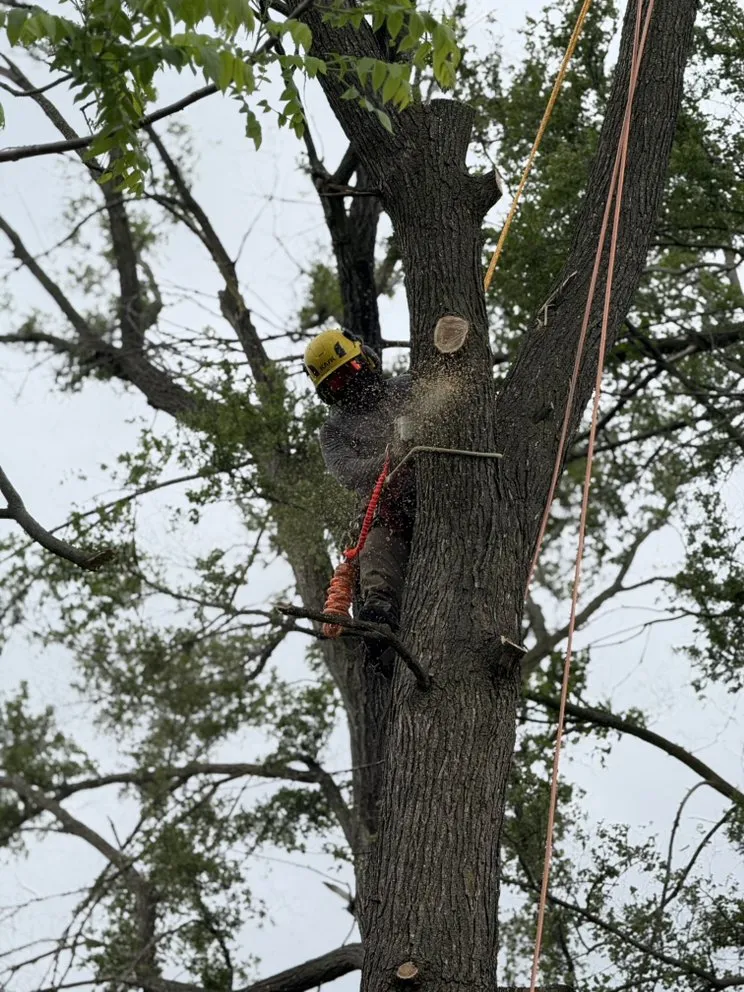 Professional outdoor landscaping in Pontiac, MI by Garcia Landscape & Tree service