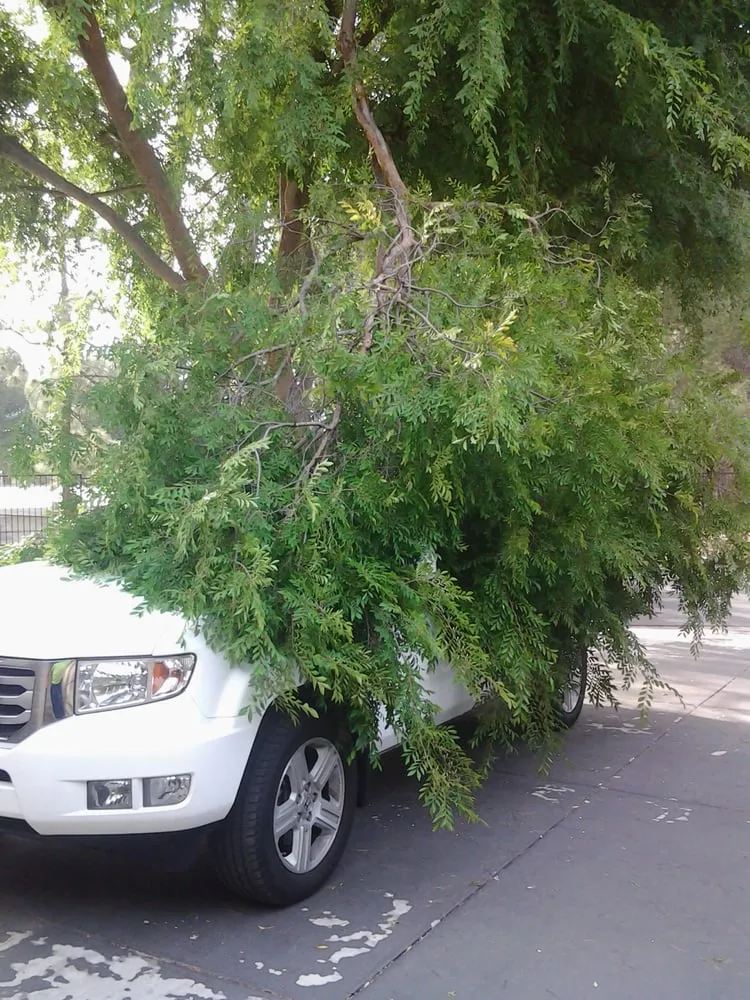 Local yard cleanup service for residential properties in Thousand Oaks, CA by Garcia Landscape and Irrigation