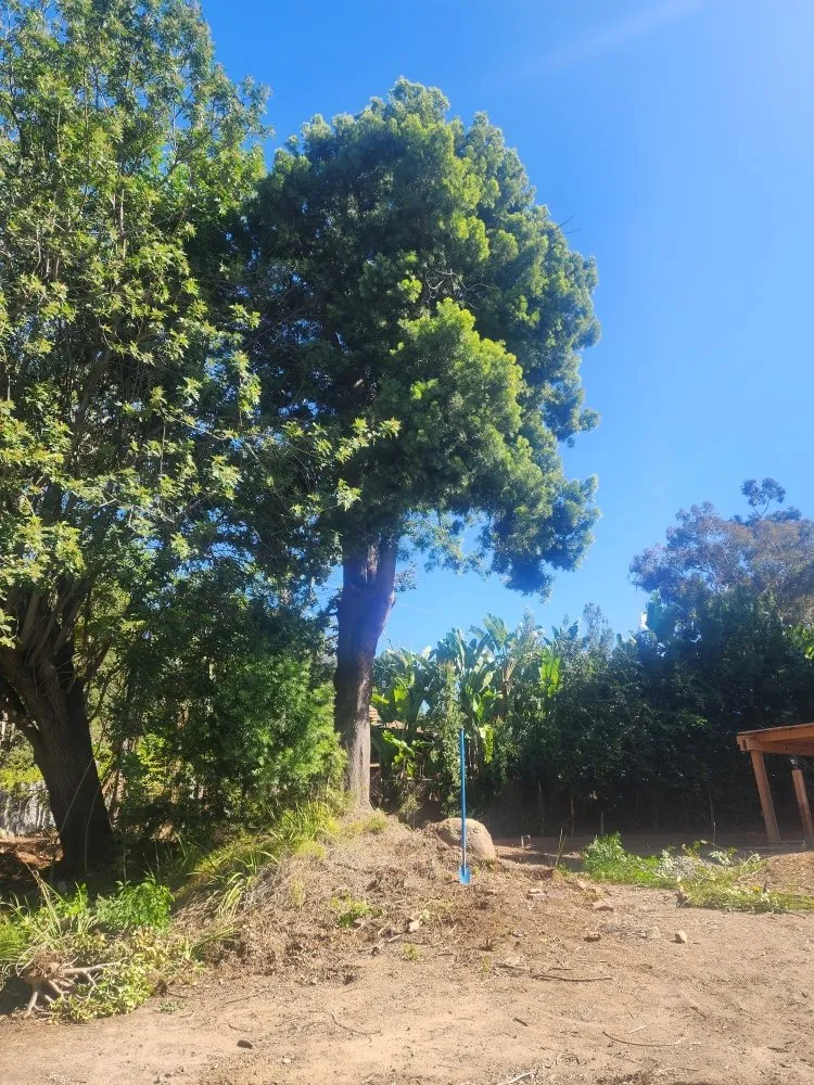 Expert yard maintenance experts serving La Mesa, CA - Garcia Landscape