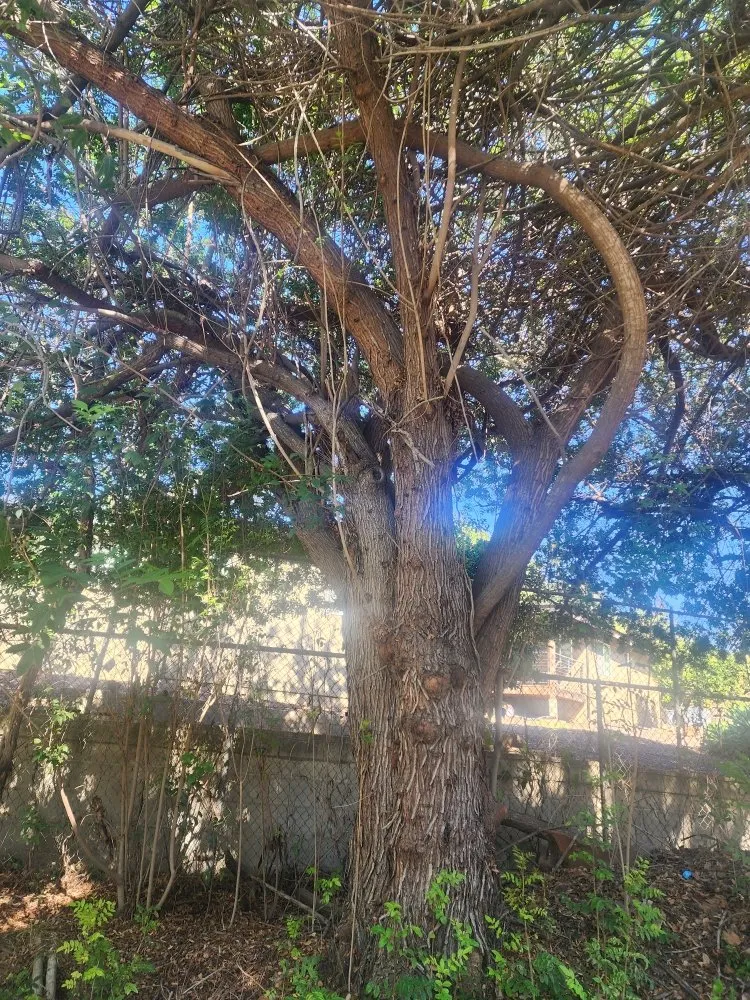 Local yard cleanup service experts serving La Mesa, CA - Garcia Landscape