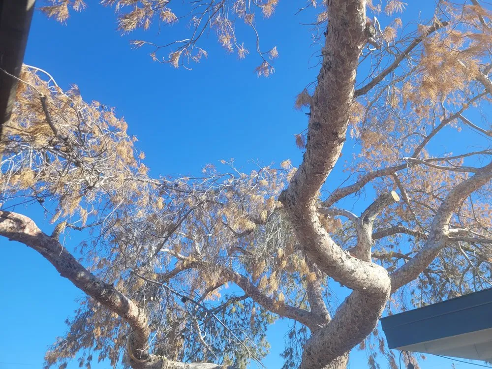 Expert lawn care service in Apache Junction, AZ by Garcia Landscaping