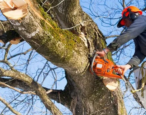 Garcia Landscaping Logo