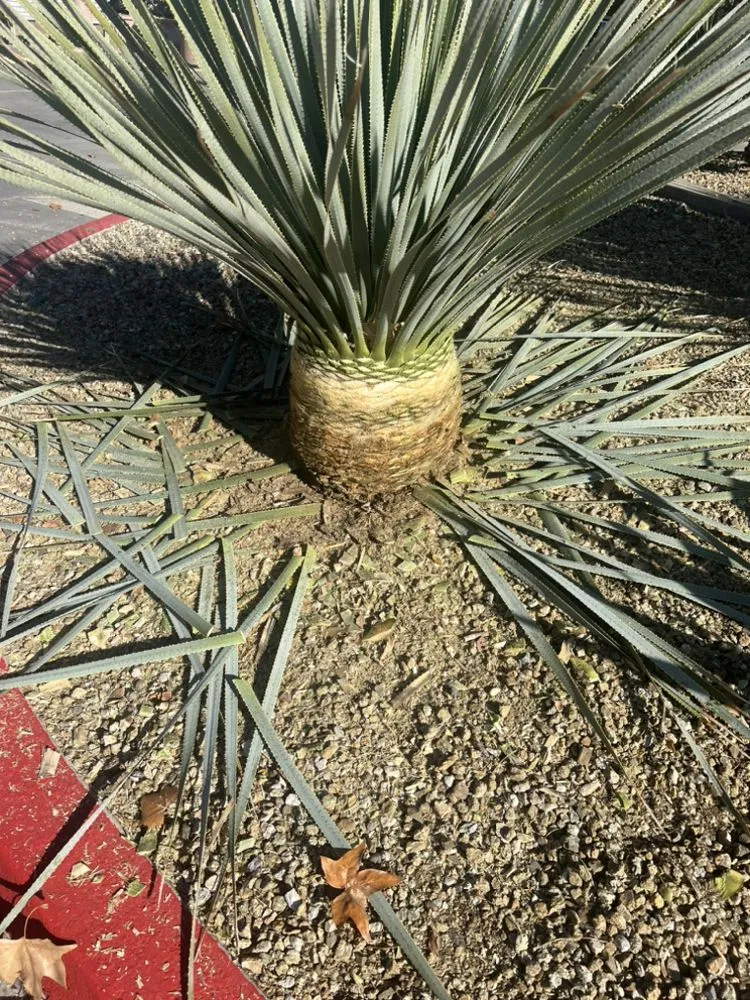 Custom yard maintenance for residential properties across Lancaster, CA - Garcia Landscaping