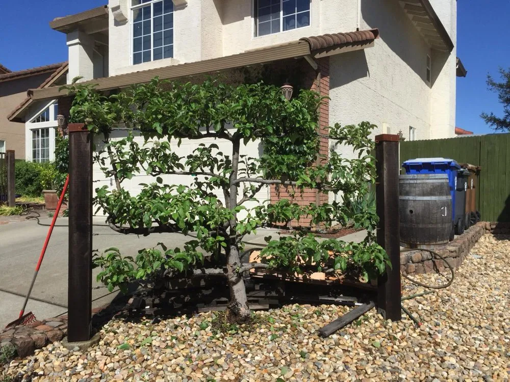 Expert garden landscaping near you in Fairfield, CA by Garcia Landscaping Maintanence