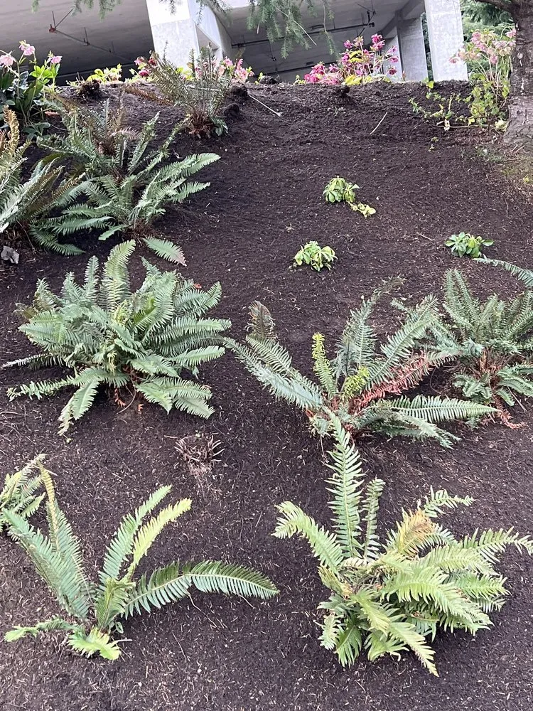 Affordable landscaping services in Federal Way, WA by Garcia Landscaping Professional