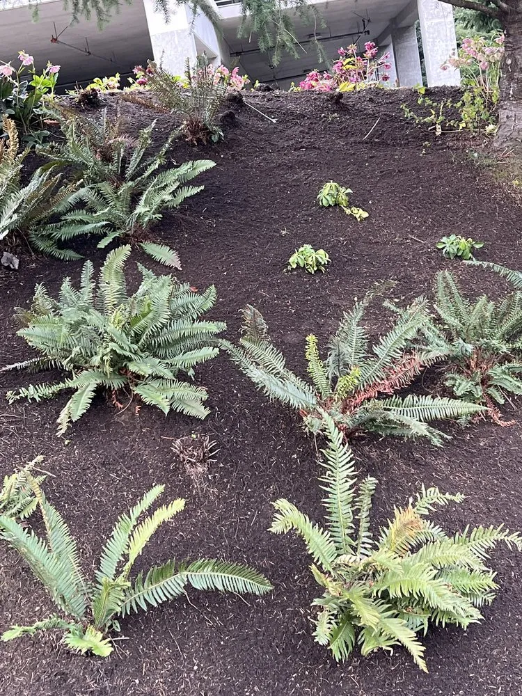 Affordable yard maintenance in Federal Way, WA - Garcia Landscaping Professional