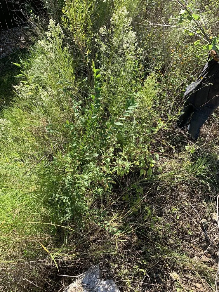 Expert yard cleanup service for homes in Austin, TX by Garcia Lawn Care Service