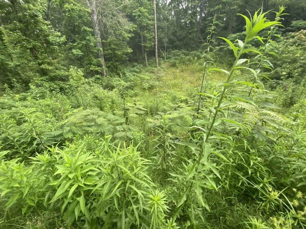 Affordable lawn care service for homes across Longview, TX - Garcia Lawn Care Service