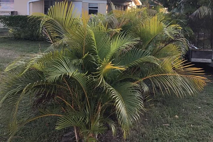 Top-rated yard cleanup service in Nokomis, FL by Garcia Lawn Mowing And Landscaping