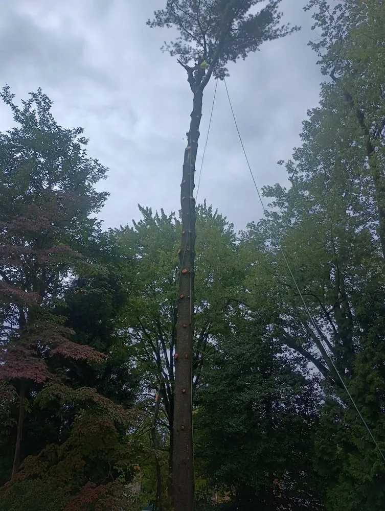 Affordable residential landscaping in Riverside, NJ - Garcia Tree Service & Landscaping