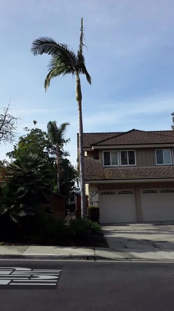 Custom yard maintenance for year-round maintenance in Anaheim, CA by Garcia Tree Service and Landscaping