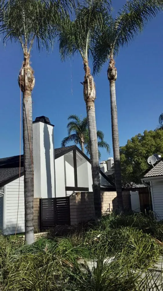 Professional lawn mowing service experts serving Anaheim, CA - Garcia Tree Service and Landscaping