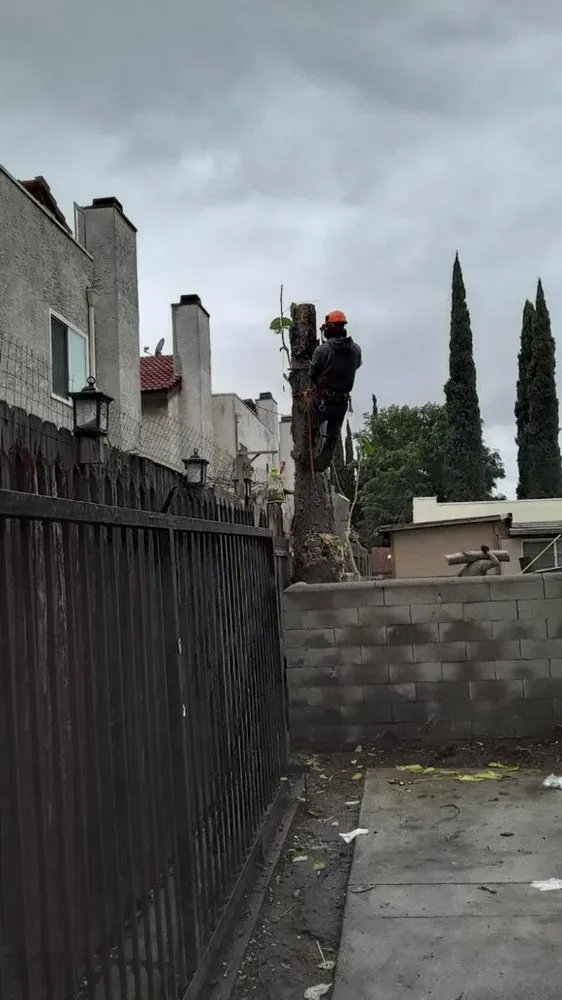 Top-rated outdoor landscaping in Anaheim, CA - Garcia Tree Service and Landscaping