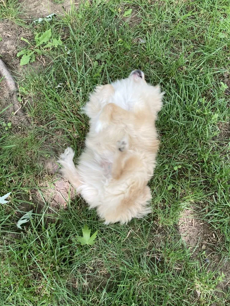 Expert yard maintenance for beautiful yards across Dayton, OH - Garcia Tree Services and Landscape