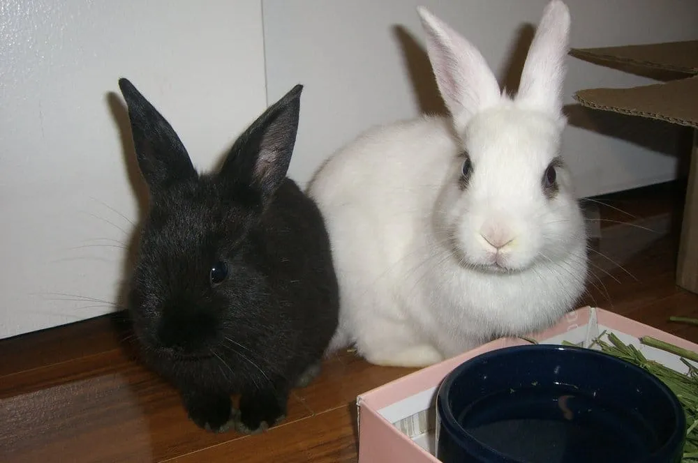 Expert yard cleanup service in Pasadena, TX - Garcia’s A1 Landscaping