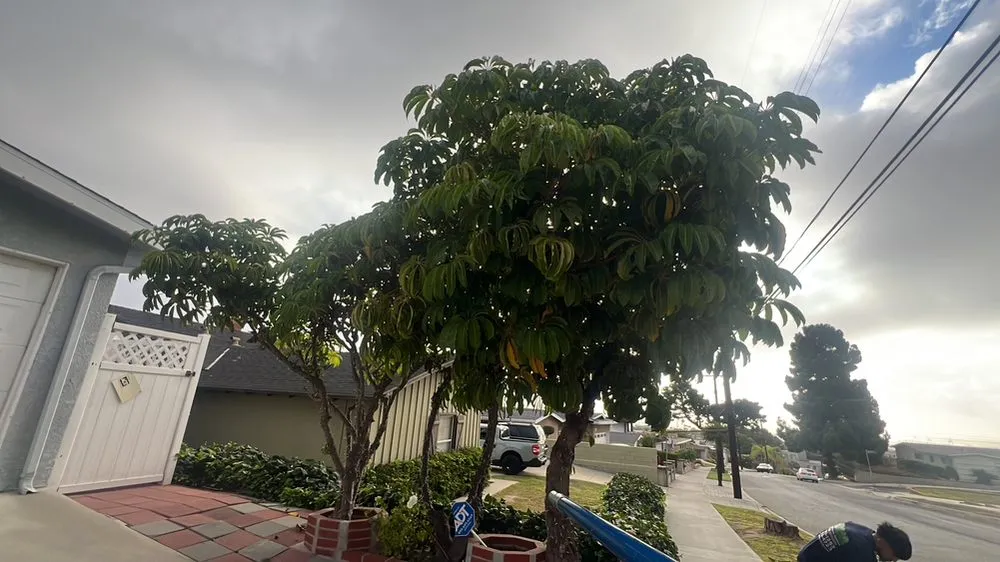 Local residential landscaping experts serving Los Angeles, CA - Garcias Gardening