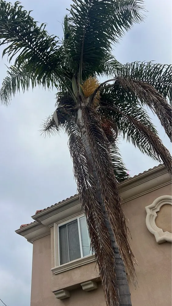 Trusted landscaping services near you in Los Angeles, CA by Garcias Gardening