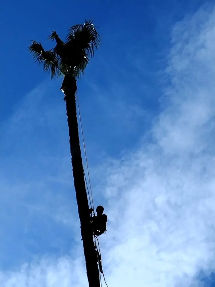 Reliable lawn care service for beautiful yards across San Fernando, CA - Garcias Gardening