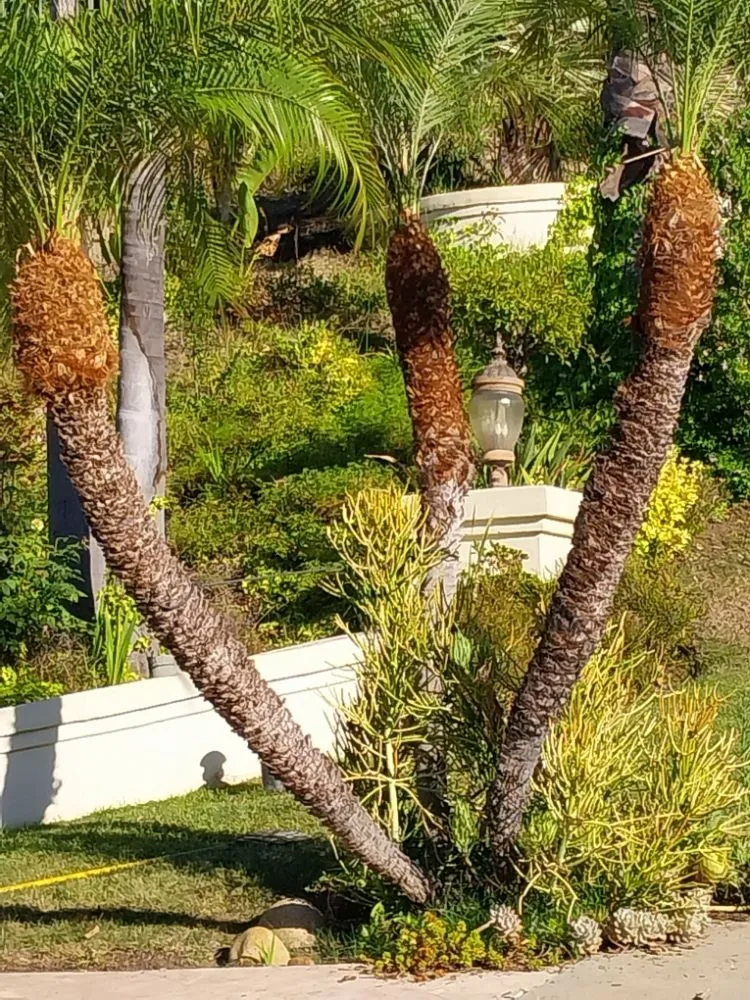 Top-rated landscaping services in San Fernando, CA - Garcias Gardening